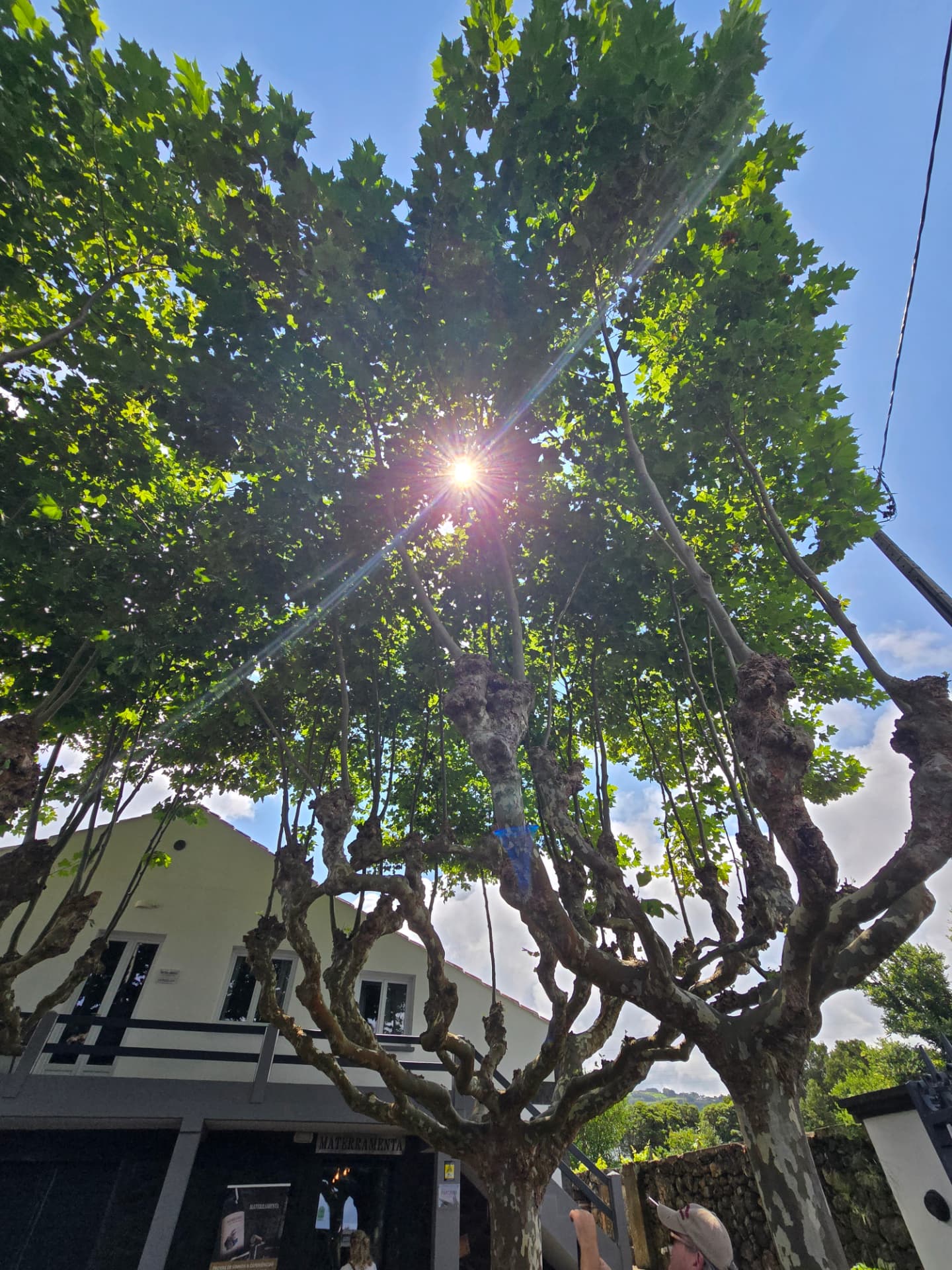 A sprawling tree against the sun at a winery.