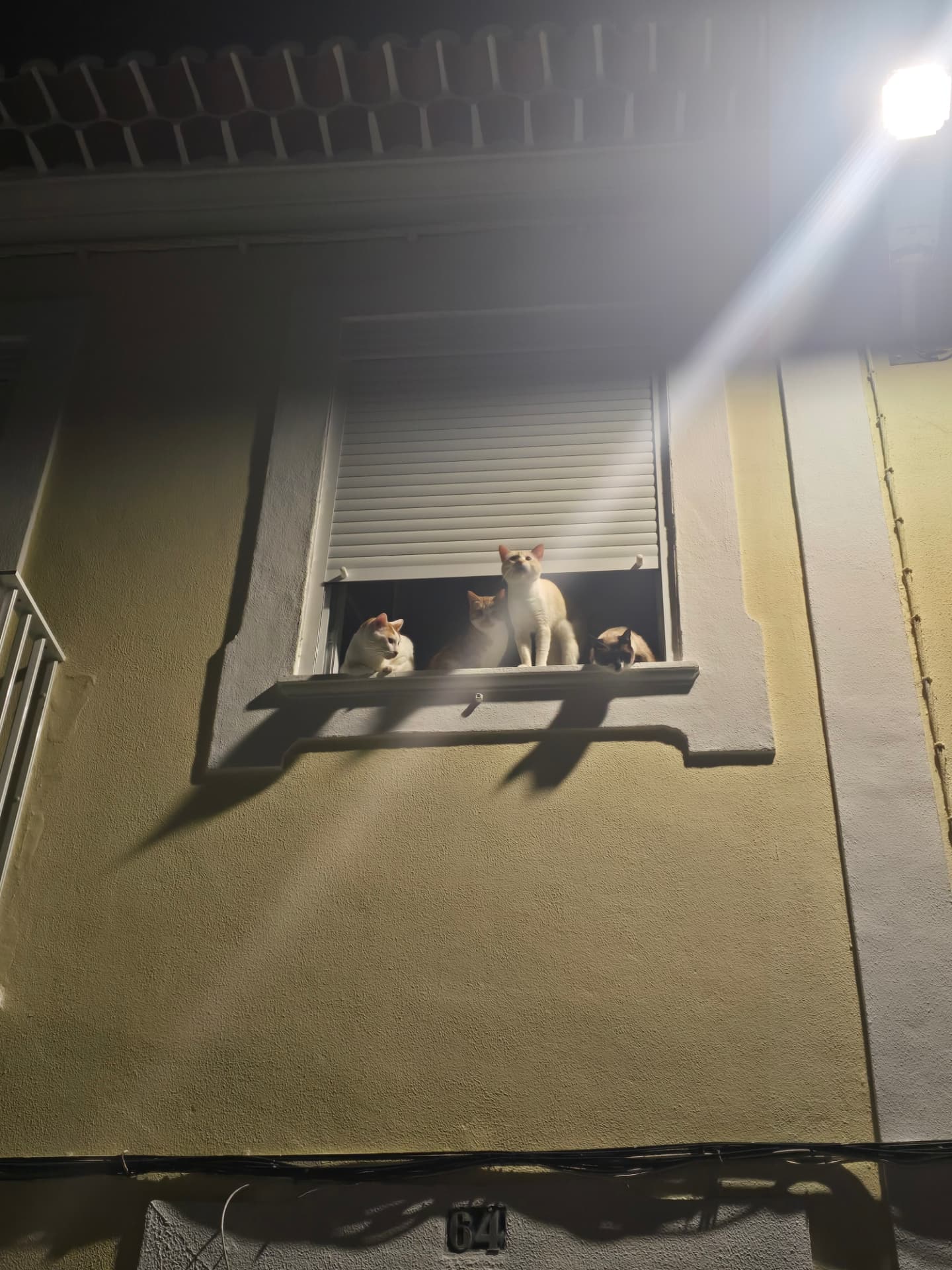 Cats sitting in a lit window at night.