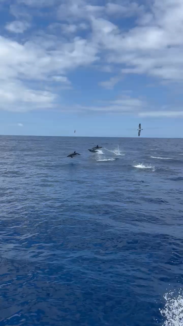 Dolphins leaping as a seabird glides overhead.