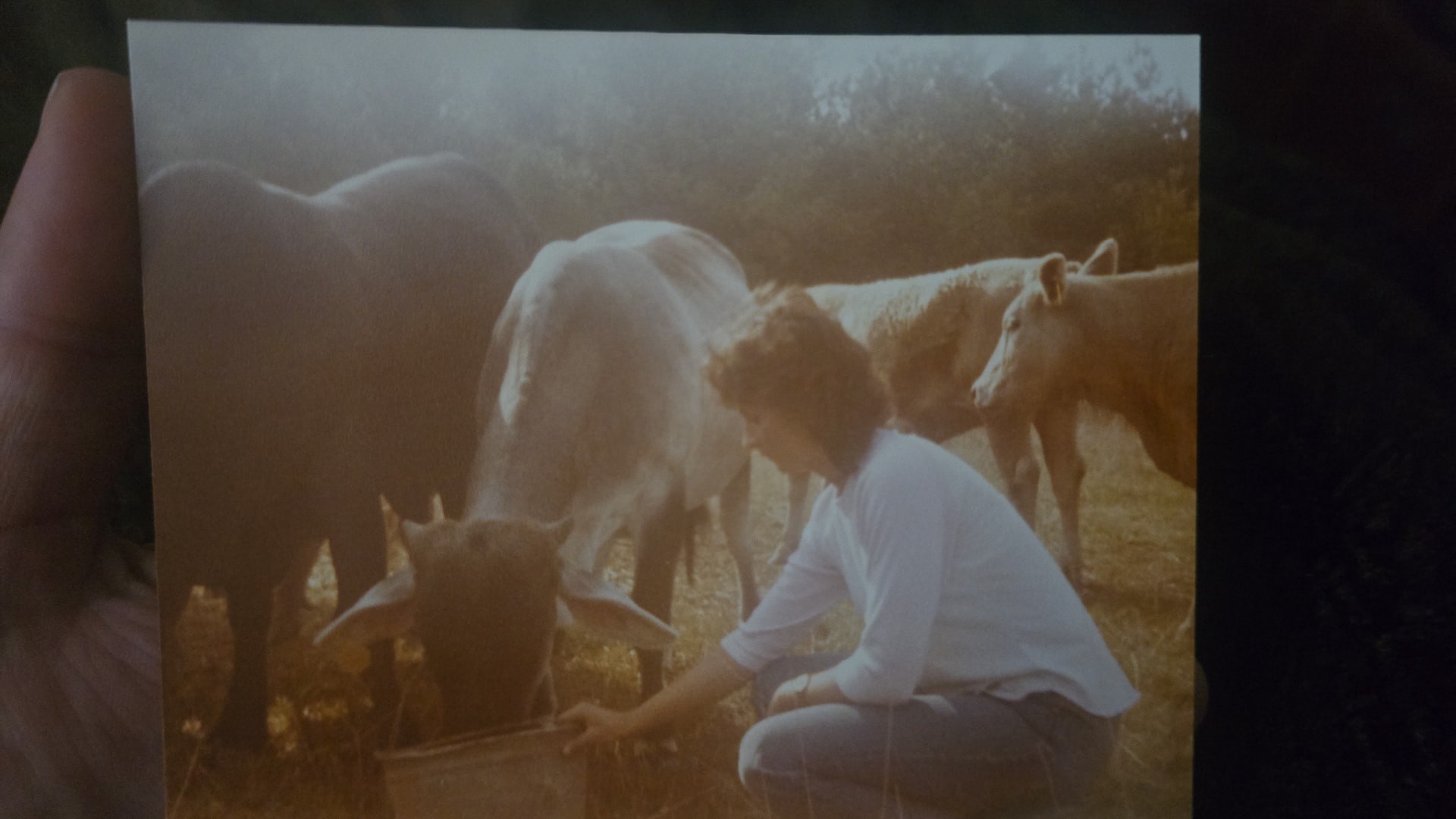 A faded photograph of Nikki's mom crouched at a trough feeding cows on the farm.