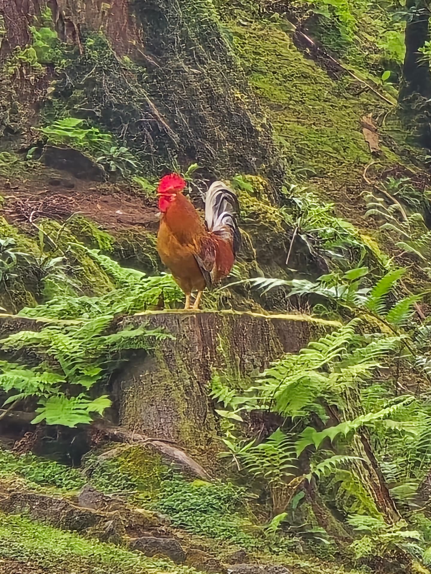 A rooster perched among ferns in the woods.