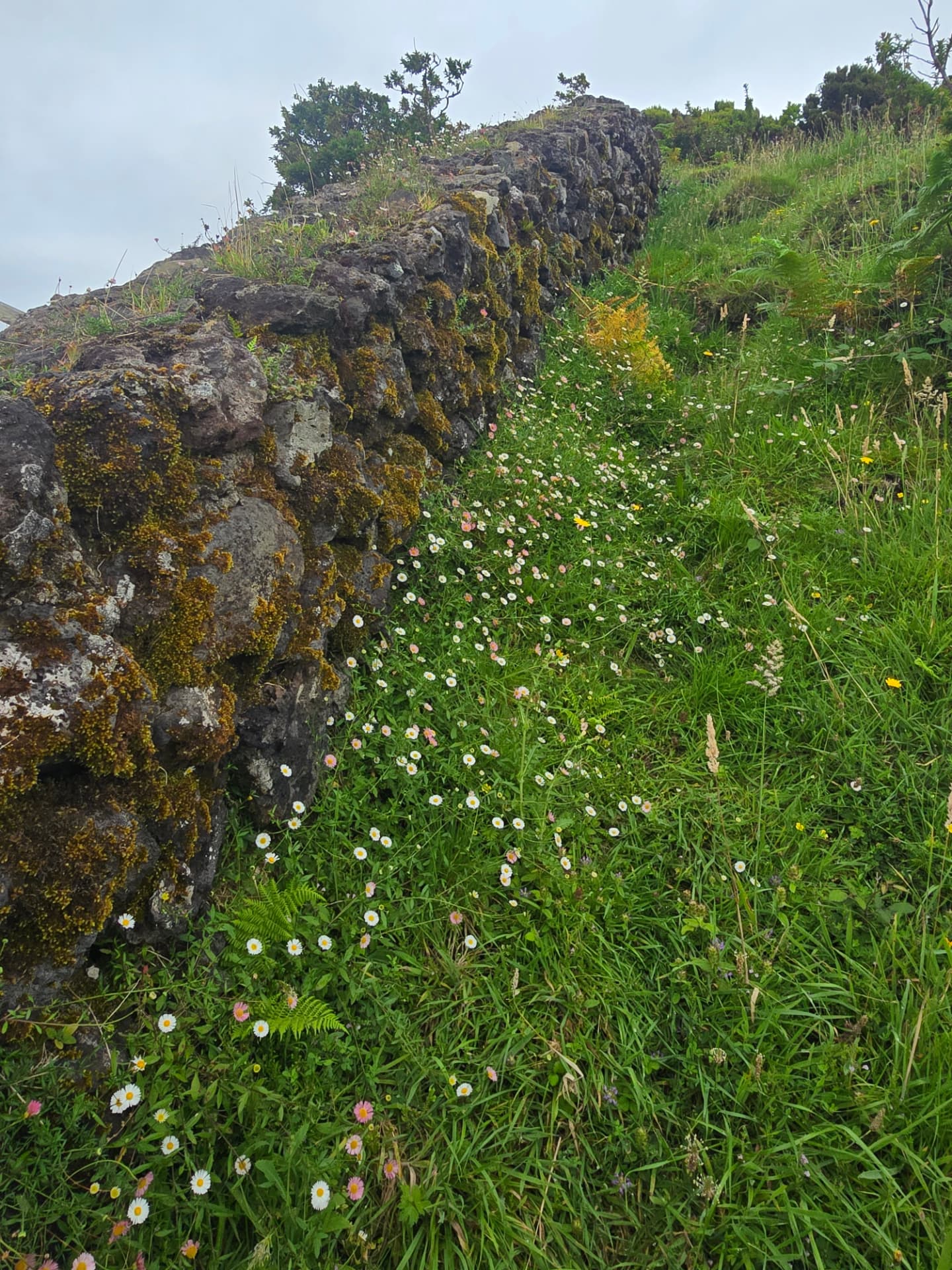Wildflowers along a mossy stone wall.
