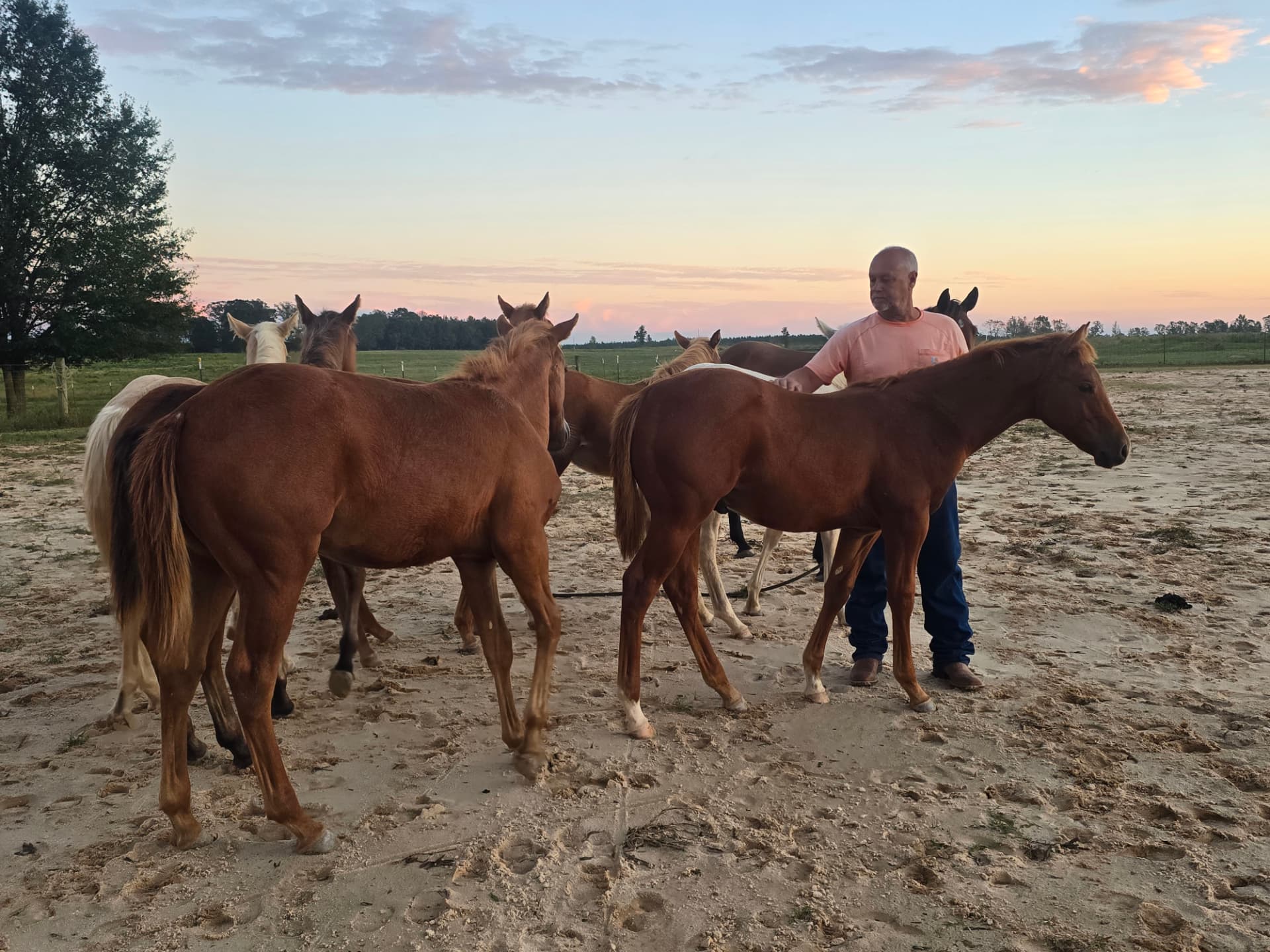 Nikki's dad in a pink shirt resting a hand on one of his young horses at sunset.