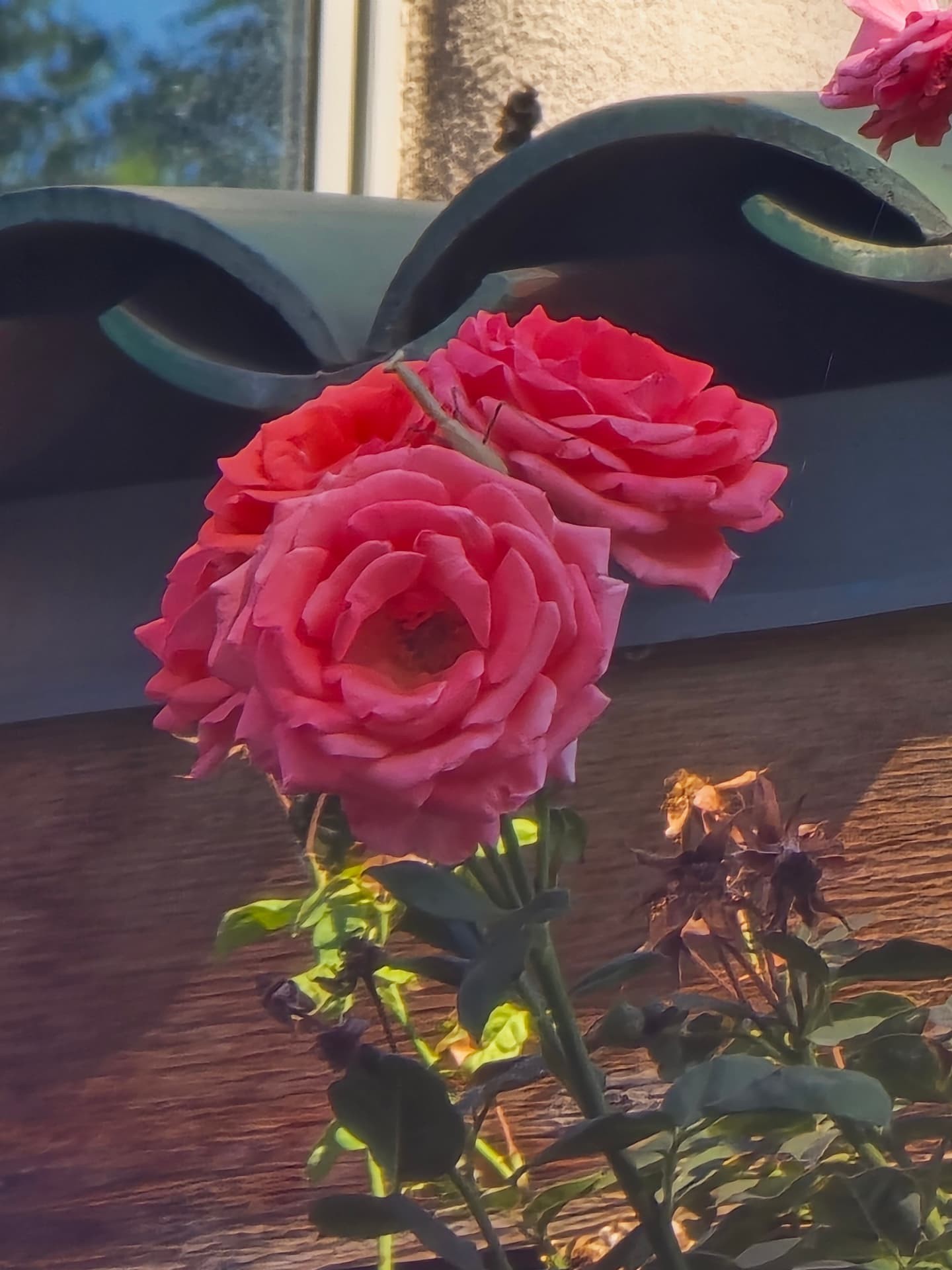 Pink roses against a green tile wall with a praying mantis resting on the blooms.