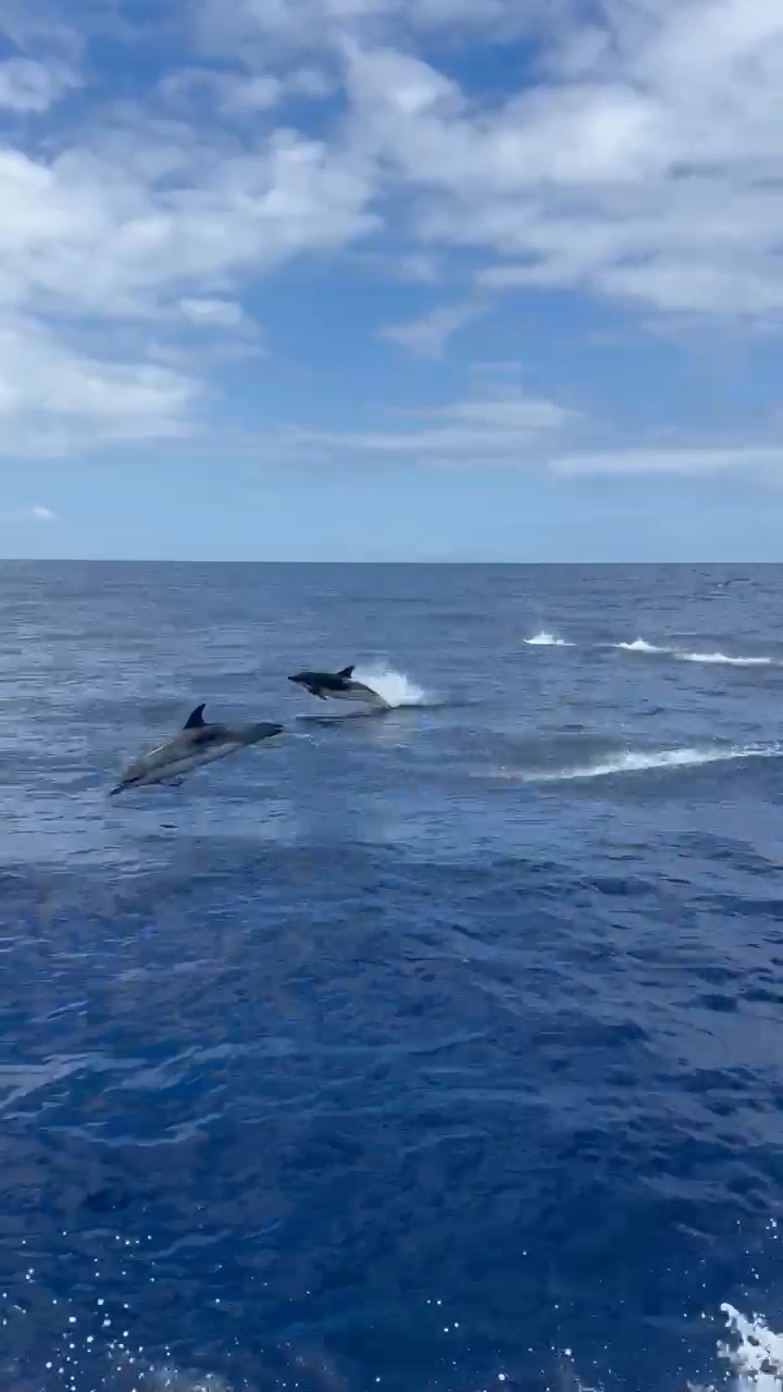 Two dolphins leaping from the open Atlantic.