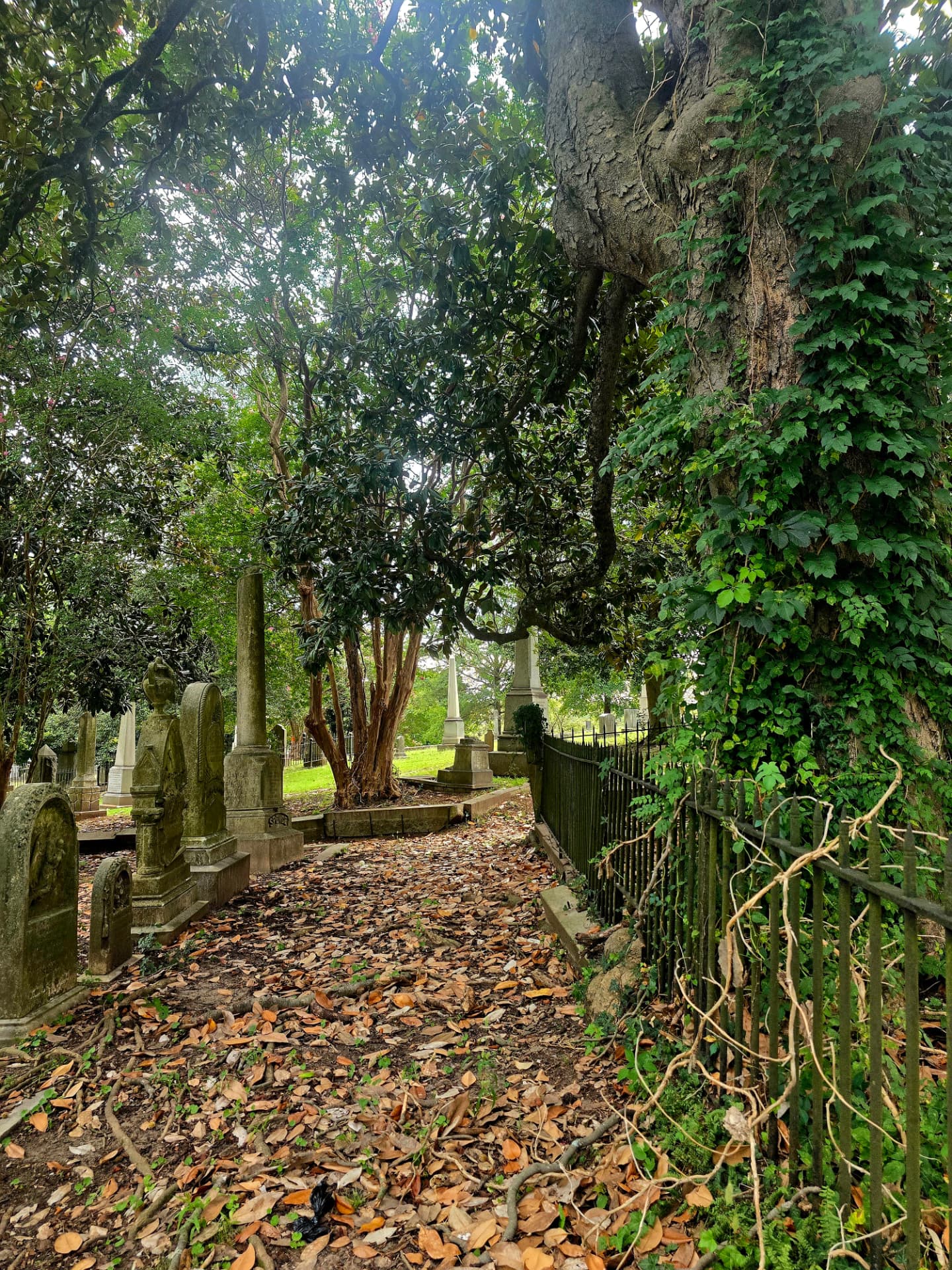 A leaf-strewn path through Hollywood Cemetery between weathered headstones and an ivy-covered iron fence, shaded by old magnolias.