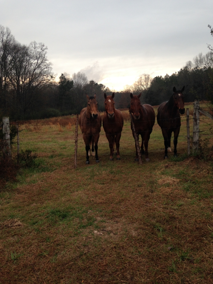 Four horses standing together at a wire fence at Nikki's dad's place in South Carolina.
