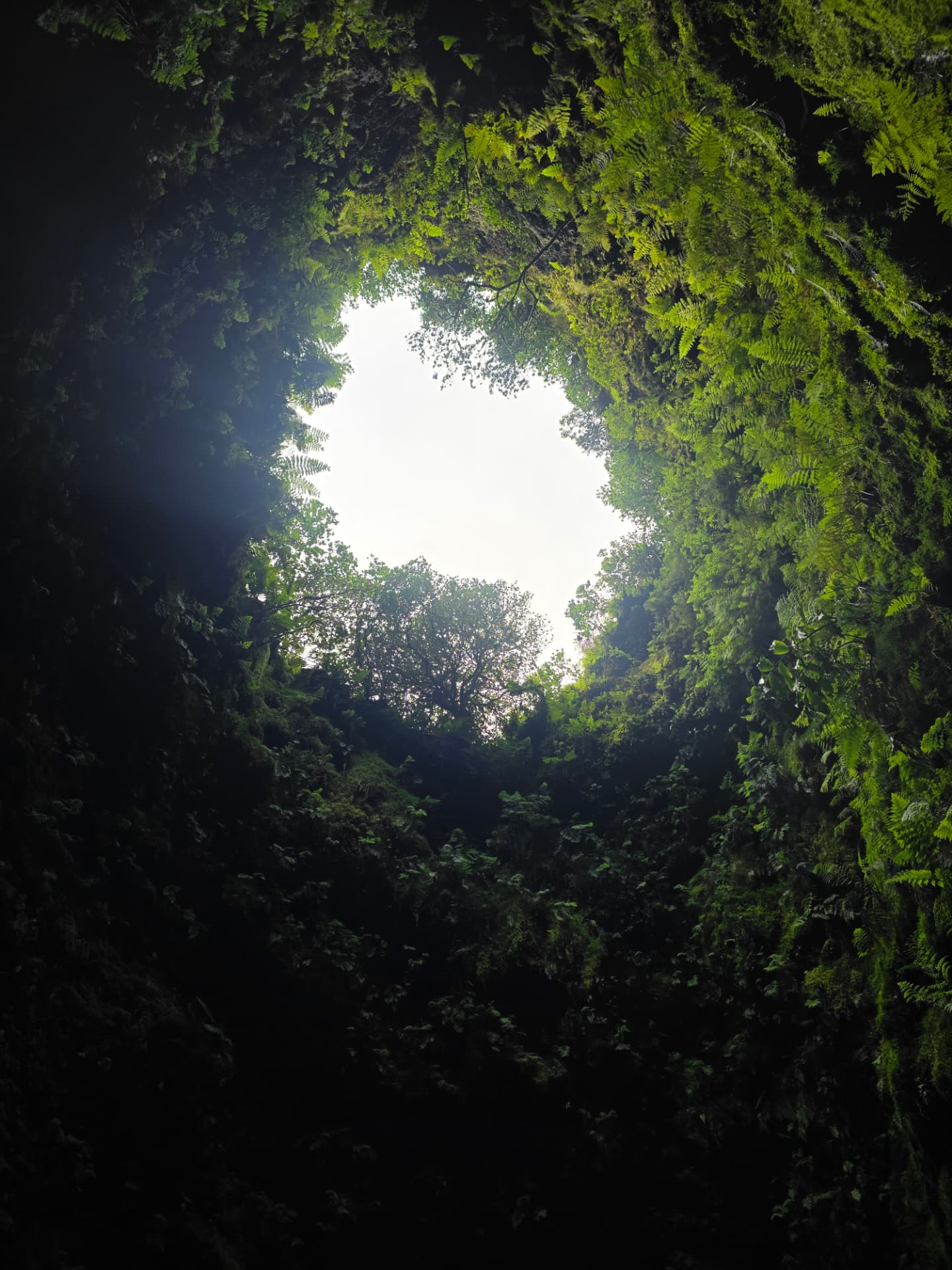 Looking straight up through the moss-green opening of Algar do Carvão.