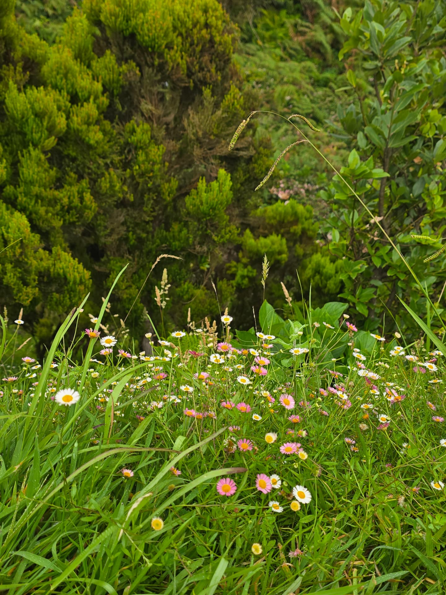 Pink and white daisies and tall grasses in front of dense green hedge on Terceira.