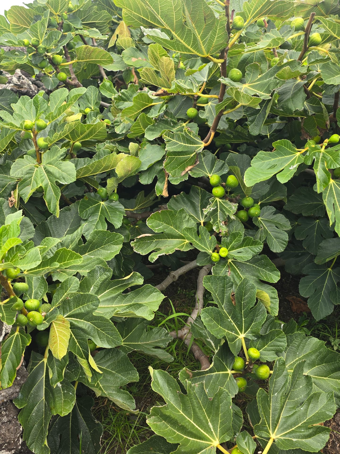 A sprawling fig tree heavy with green figs and broad leaves on Terceira.