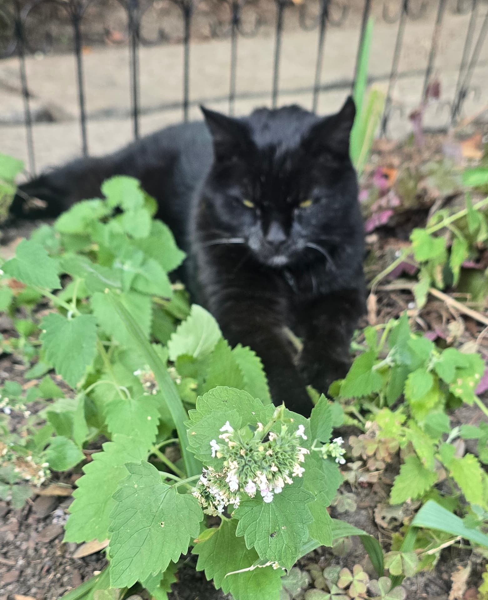 A black cat lying among green catmint leaves and small white blossoms in the Poe Museum garden.