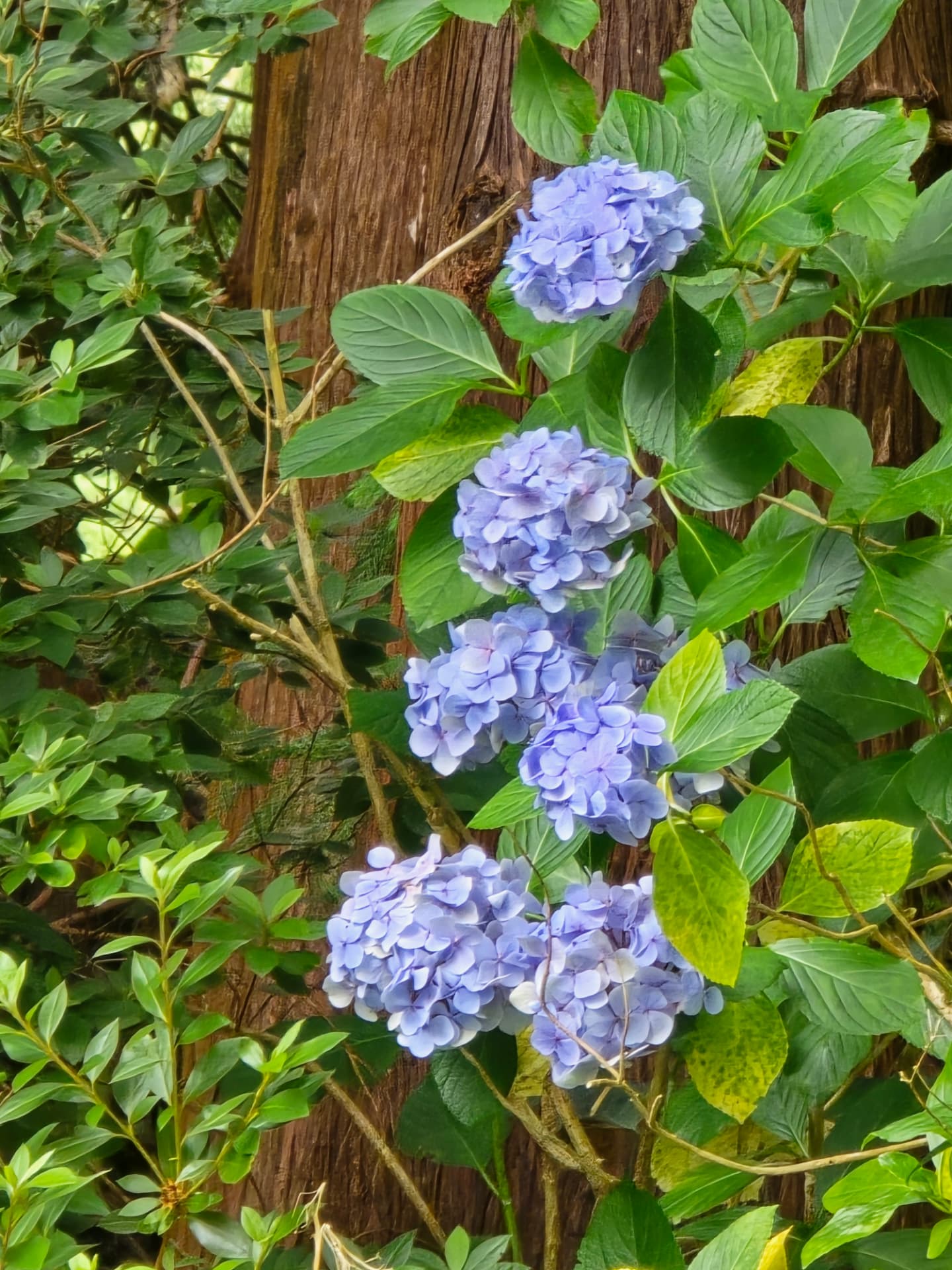 Blue hydrangeas against a tree trunk.