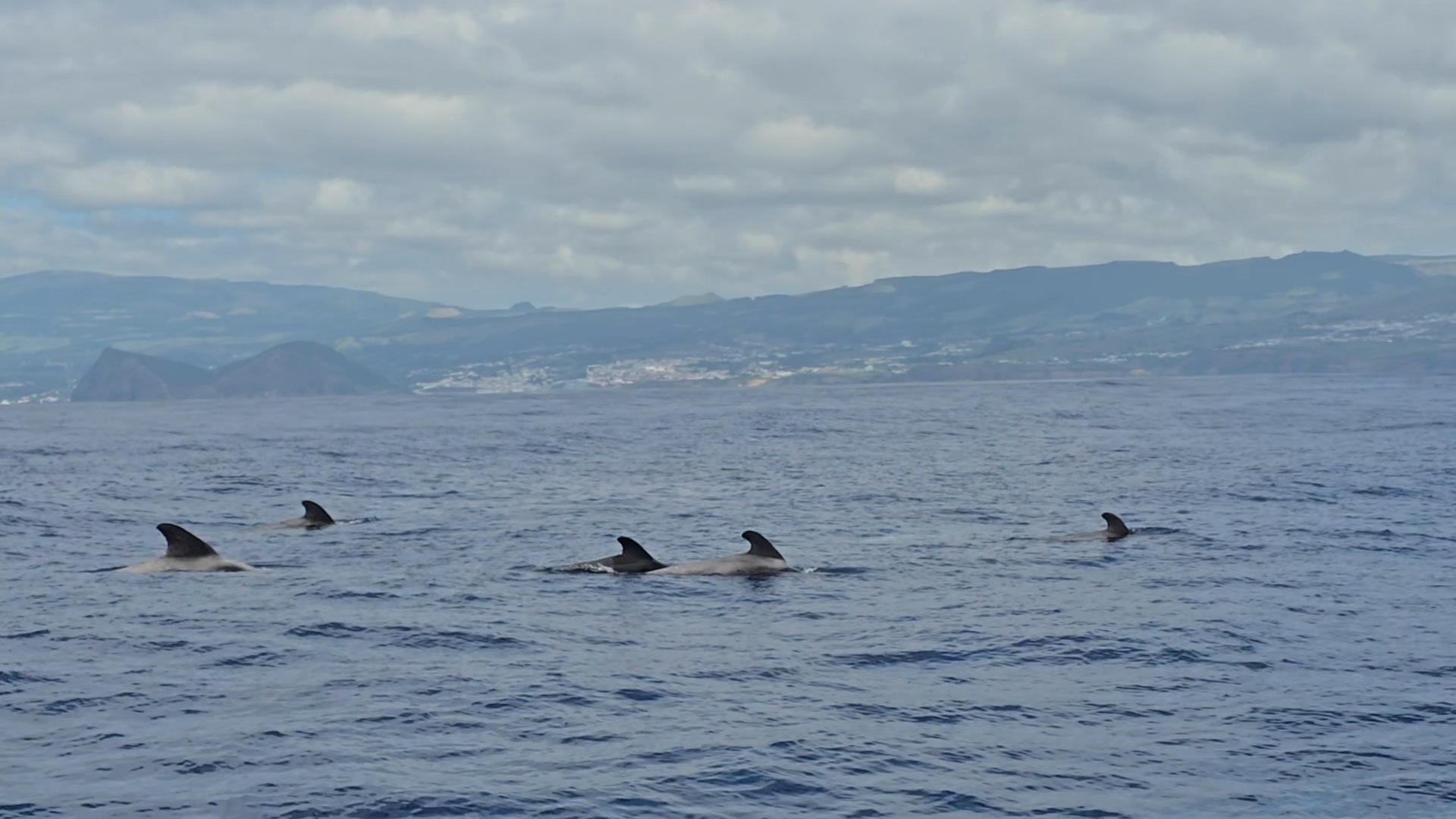 Pilot whales surfacing with Terceira's coast behind them.