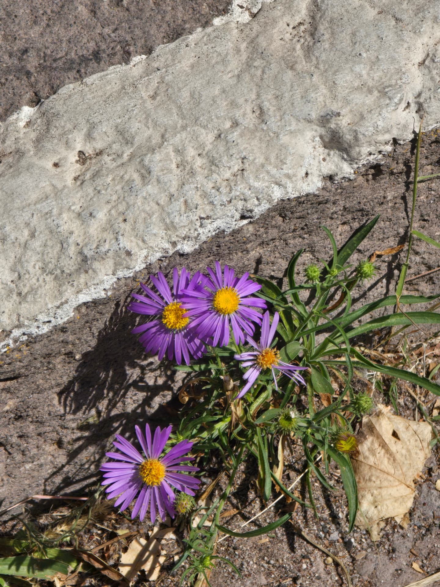 Purple wildflowers growing beside pale rock.