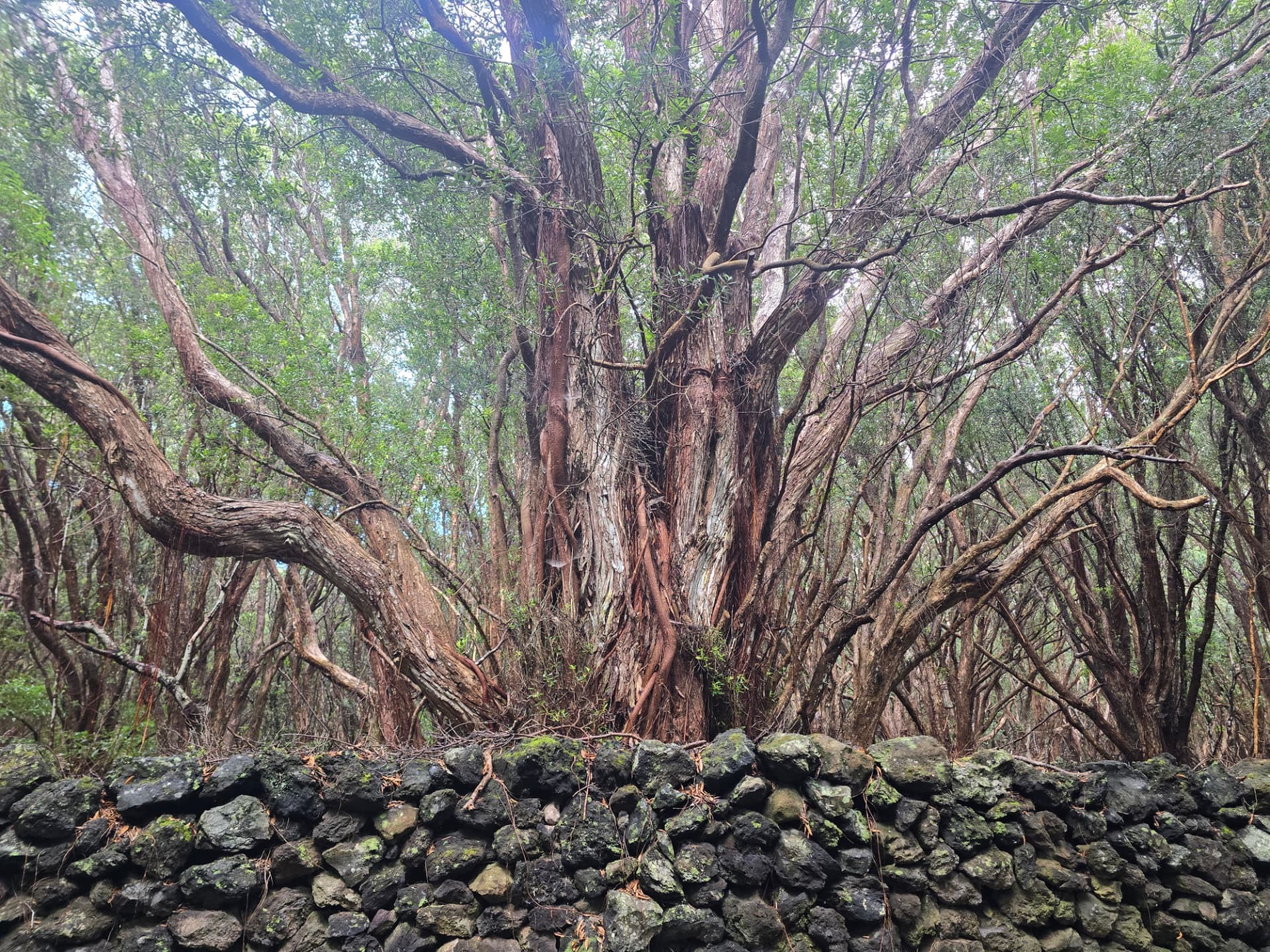 An enormous tree spreading above an old volcanic-stone wall.