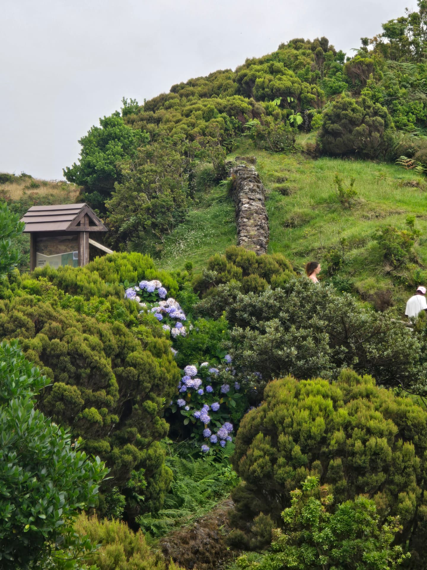 Hydrangeas blooming on a green hillside.