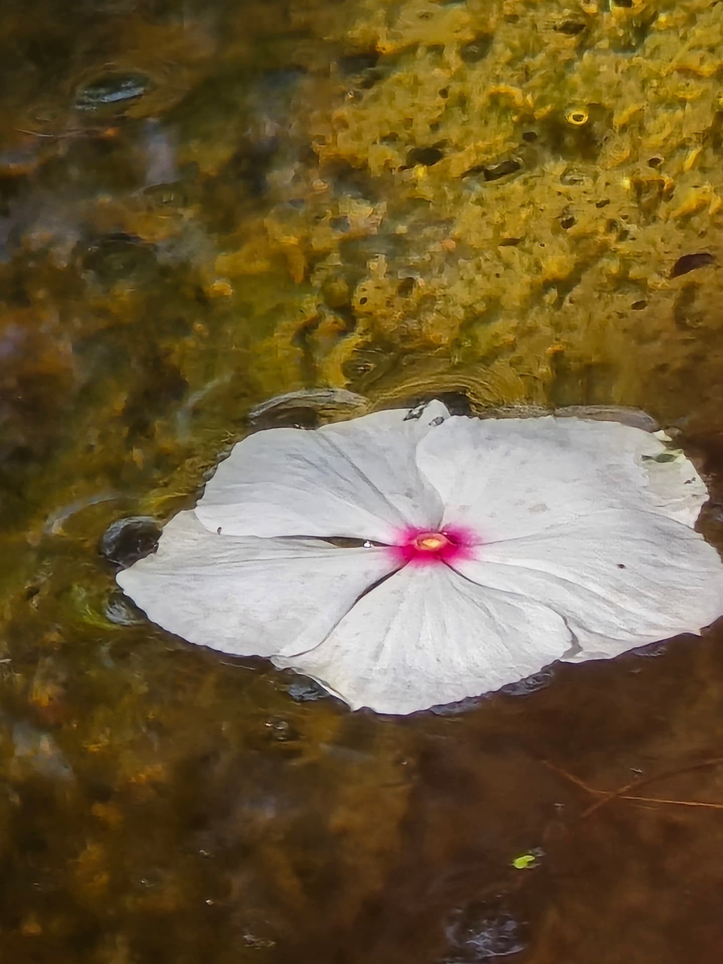 A white flower with a pink center floating on dark creek water.
