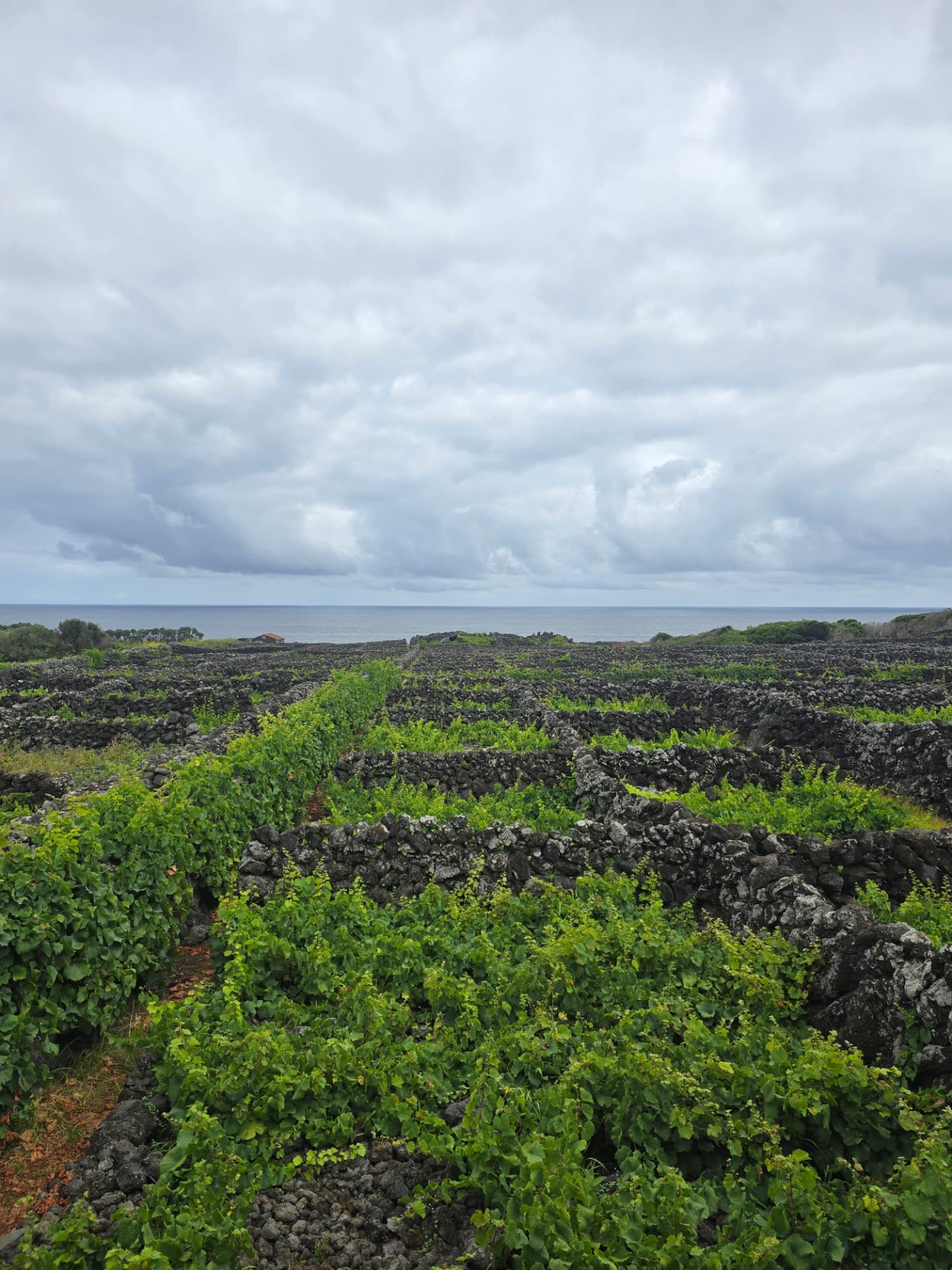 Vines growing between black volcanic stone walls, running toward the ocean.