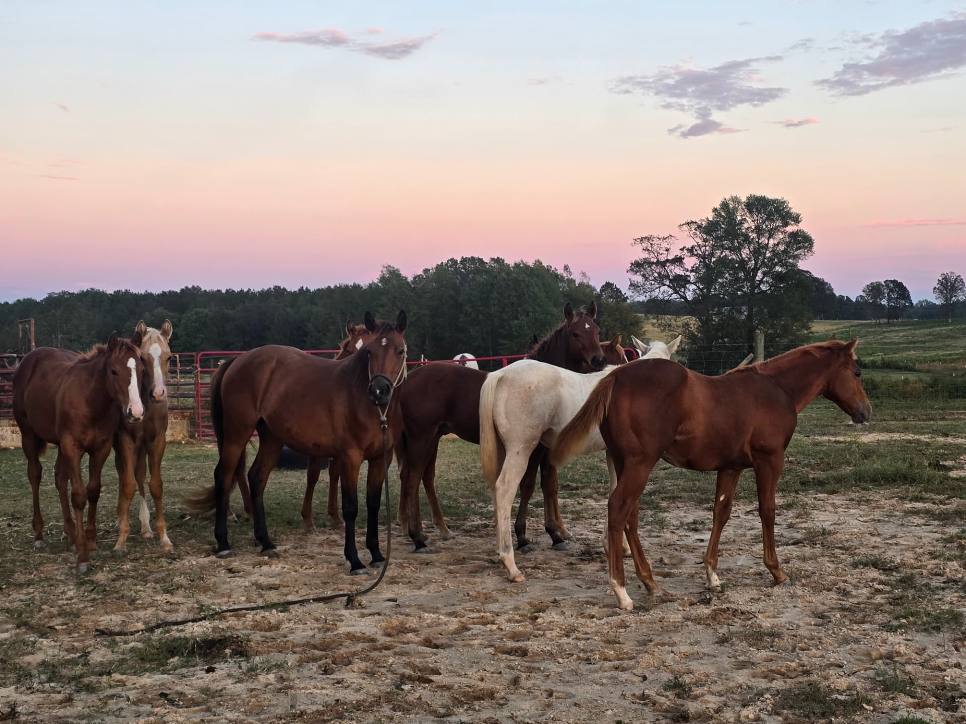 A group of young horses gathered in a sandy lot under a pink sunset sky.