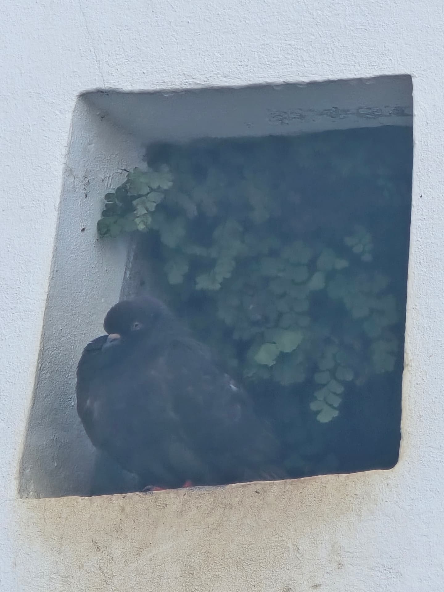 A pigeon tucked into a deep whitewashed recess.