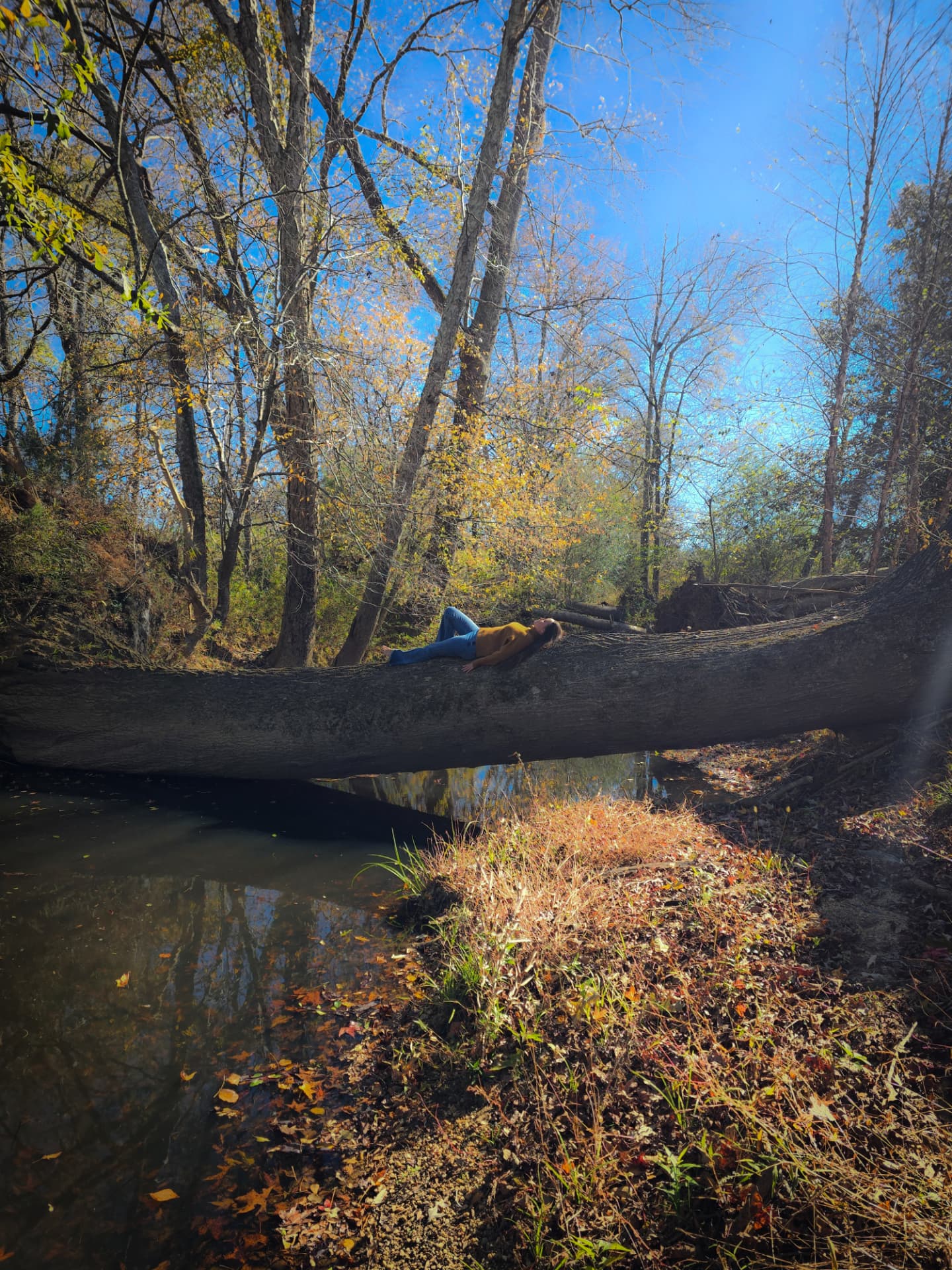 Nikki Bodie lying across the enormous fallen tree spanning the creek, bare fall woods and blue sky around her.