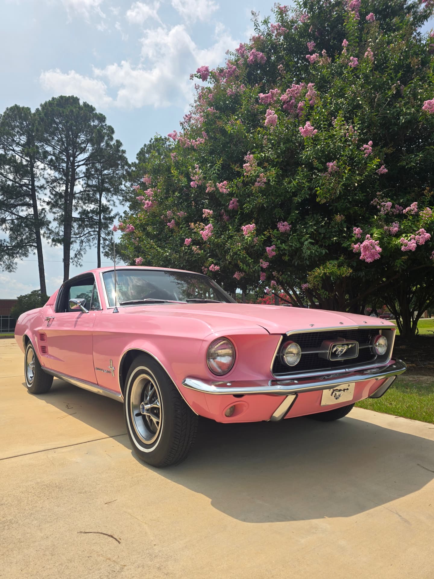 Reba Lou, a pink 1967 Mustang, parked beneath a crape myrtle in full pink bloom with tall pines behind.