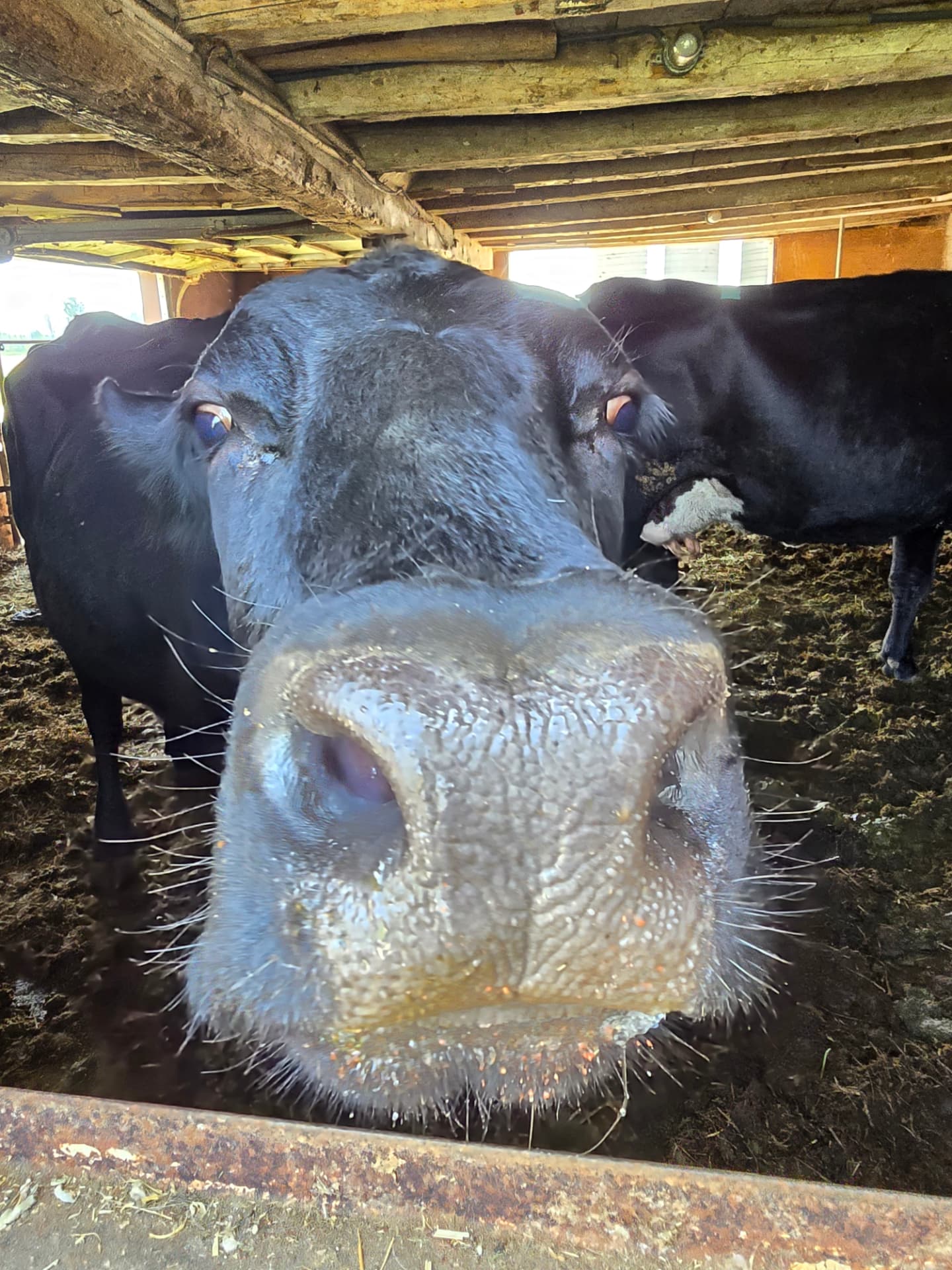 A black cow pushing its nose right up to the camera in a Wisconsin barn, another cow eating behind it.